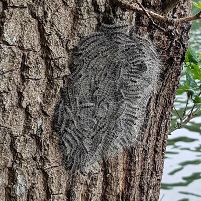 Nest Eichenprozessionsspinner oben im Baum - fotografiert aus der Entfernung