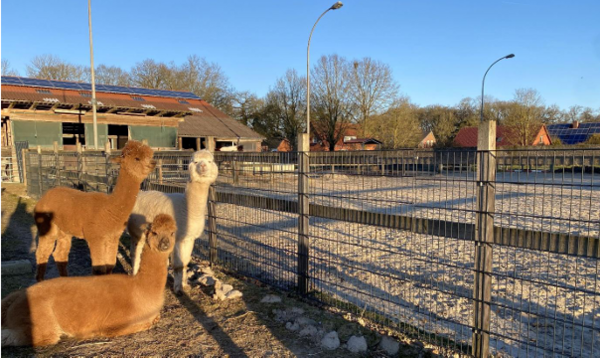Blick auf den Hof Lehmgaste mit drei Alpakas. Sie stehen in einem eingez&auml;unten Gehege auf einem Hof. Zwei Tiere haben braunes Fell, eines ist wei&szlig;.