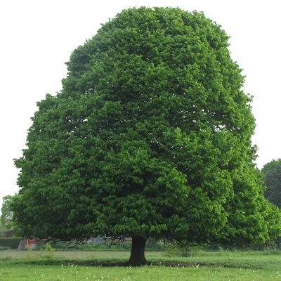 Baum im Landkreis Leer