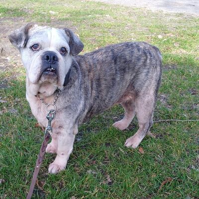 &raquo;Candy&laquo; - Old English Bulldog
Geburtsdatum: unbekannt
Alter: ca. 11-13 Jahre (?)
Geschlecht: weiblich kastriert
Farbe: grau gestromt - wei&szlig; 
&raquo;Candy&laquo; ist eine sehr liebe, r&uuml;stige Rentnerh&uuml;ndin. Im Umgang ist sie unkompliziert und kommt gut mit anderen Hunden zurecht. 
&raquo;Candy&laquo; sucht jemanden, der viel Zeit f&uuml;r Betreuung und Pflege hat. Altersbedingt hat sie einige Auff&auml;lligkeiten, um die man sich weiter k&uuml;mmern muss. Weitere Informationen erhalten Sie gern bei ernsthaftem Interesse.