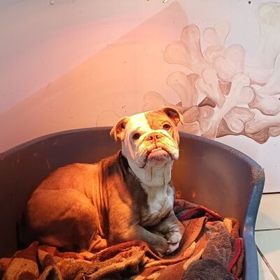 &raquo;Kiwi&laquo; - Old English Bulldog
Geburtsdatum: 15.04.2019
Geschlecht: weiblich kastriert
Farbe: braun-wei&szlig;
Gesucht werden hundeerfahrene Menschen, die viel Zeit, Geduld und Verst&auml;ndnis f&uuml;r &raquo;Kiwi&laquo; mitbringen. &raquo;Kiwi&laquo; ist nicht stubenrein.

&raquo;Kiwi&laquo; ist eine sehr agile H&uuml;ndin. Sie geht gern spazieren und zeigt sich hierbei unauff&auml;llig mit anderen Hunden. Sie sollte jedoch einzeln gehalten werden und ist nicht als Zweithund geeignet, da sie bei dauerhafter Vergesellschaftung zu dominantem Verhalten neigt.