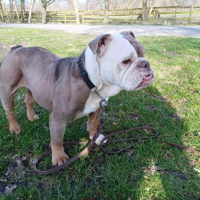 &raquo;Kiwi&laquo; - Old English Bulldog
Geburtsdatum: 15.04.2019
Geschlecht: weiblich kastriert
Farbe: braun-wei&szlig;
Gesucht werden hundeerfahrene Menschen, die viel Zeit, Geduld und Verst&auml;ndnis f&uuml;r &raquo;Kiwi&laquo; mitbringen. &raquo;Kiwi&laquo; ist nicht stubenrein.

&raquo;Kiwi&laquo; ist eine sehr agile H&uuml;ndin. Sie geht gern spazieren und zeigt sich hierbei unauff&auml;llig mit anderen Hunden. Sie sollte jedoch einzeln gehalten werden und ist nicht als Zweithund geeignet, da sie bei dauerhafter Vergesellschaftung zu dominantem Verhalten neigt.