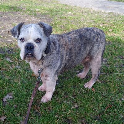 &raquo;Candy&laquo; - Old English Bulldog
Geburtsdatum: unbekannt
Alter: ca. 11-13 Jahre (?)
Geschlecht: weiblich kastriert
Farbe: grau gestromt - wei&szlig; 
&raquo;Candy&laquo; ist eine sehr liebe, r&uuml;stige Rentnerh&uuml;ndin. Im Umgang ist sie unkompliziert und kommt gut mit anderen Hunden zurecht. 
&raquo;Candy&laquo; sucht jemanden, der viel Zeit f&uuml;r Betreuung und Pflege hat. Altersbedingt hat sie einige Auff&auml;lligkeiten, um die man sich weiter k&uuml;mmern muss. Weitere Informationen erhalten Sie gern bei ernsthaftem Interesse.