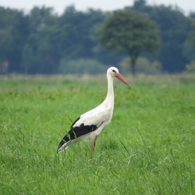 Storch auf einer gr&uuml;nen Wiese