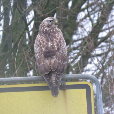 Vogel sitzt auf einem Verkehrsschild