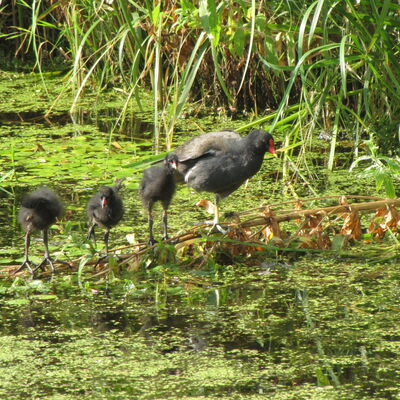 V&ouml;gel auf einem Ast &uuml;ber einem Teich