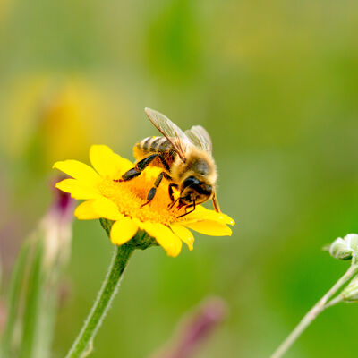 Biene auf einer Blume