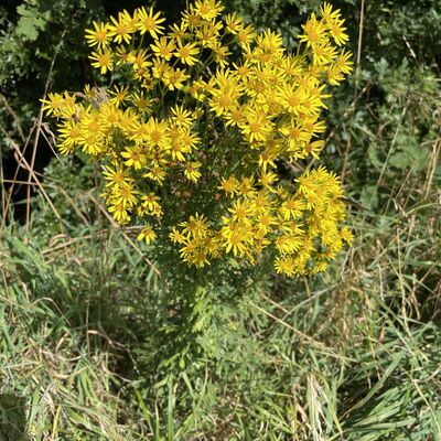 Sicht von oben auf die Bl&uuml;ten des gelben Jakobskreuzkrauts
